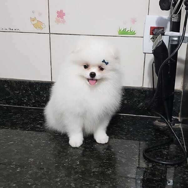   Pomeranian puppies available  T  WhatsApp me : +971 58 208 8241