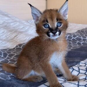 Caracal Kittens X WhatsApp me : +971 58 208 8241 | PostAds PH