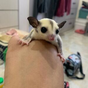 Sugar Gliders X WhatsApp me : +971 58 208 8241 | PostAds PH