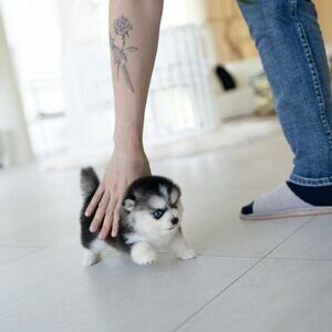Pomsky Puppies X WhatsApp me : +971 58 208 8241 | PostAds PH