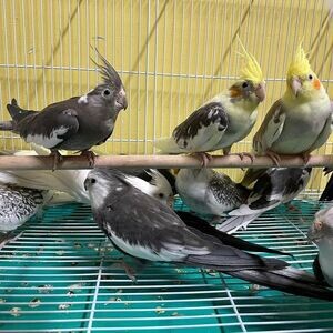 Adorable Cockatiels X WhatsApp me : +971 58 208 8241 | PostAds PH