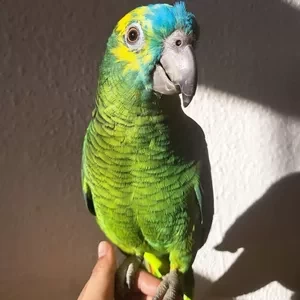 Amazon parrots Available X WhatsApp me : +971 58 208 8241 | PostAds PH