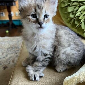 Pixie-bob KittenS X WhatsApp me : +971 58 208 8241 | PostAds PH