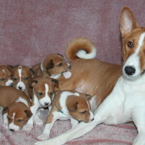 Basenji puppies X WhatsApp me : +971 58 208 8241 | PostAds PH