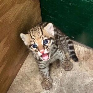 Lovely OcelotKittens WhatsApp me : +971 58 208 8241 | PostAds PH