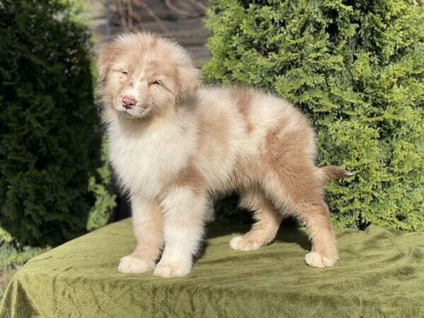   Australian shepherd puppies  WhatsApp: +971 58 208 8241