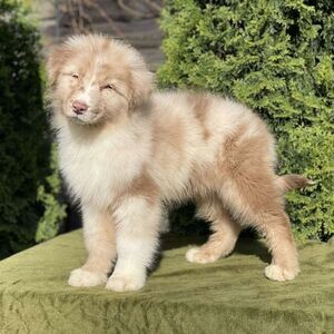 Australian shepherd puppies WhatsApp: +971 58 208 8241 | PostAds PH