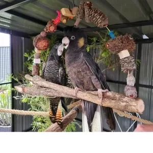 Red Tailed Black Cockatoo X WhatsApp me : +971 58 208 8241 | PostAds PH