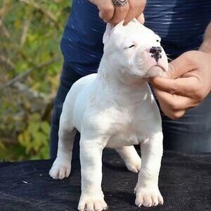 Dogo Argentino Puppies X WhatsApp me : +971 58 208 8241 | PostAds PH