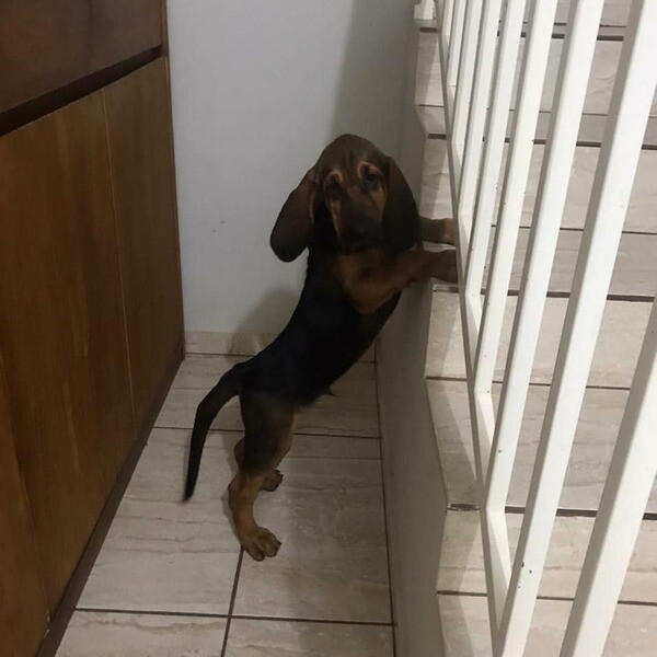   Blood hound puppies  X WhatsApp me : +971 58 208 8241