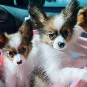 ...Papillon Puppies X WhatsApp me : +971 58 208 8241 | PostAds PH