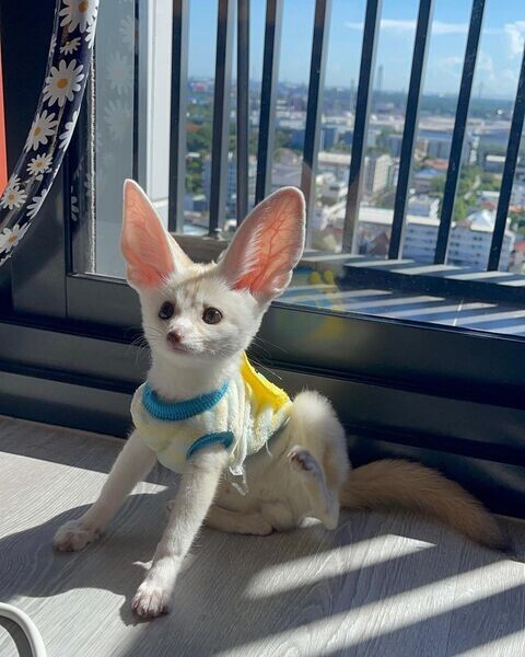  Fennec Foxes for sale 