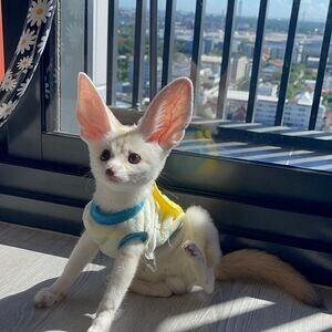 Fennec Foxes for sale | PostAds PH