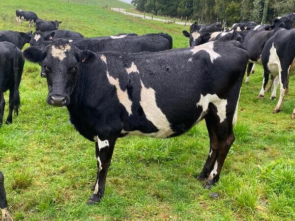  Cows for sale   X  Kindly WhatsApp me : +971 58 208 8241