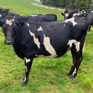 Cows for sale X Kindly WhatsApp me : +971 58 208 8241 | PostAds PH