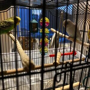 Selling 2 beautiful budgie birds ...viber :+639463422605) | PostAds PH