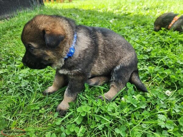  German shepherd puppies....viber :+639463422605)