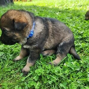 German shepherd puppies....viber :+639463422605) | PostAds PH