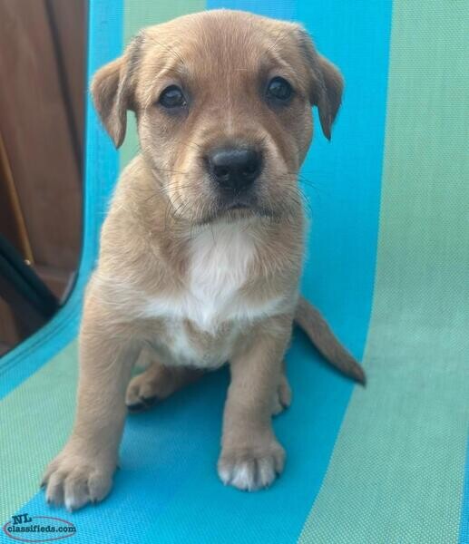 beautiful Lab/Duck Toiler mixed puppies...viber :+639463422605)