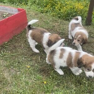 Puppies are now over seven weeks...viber :+639463422605) | PostAds PH
