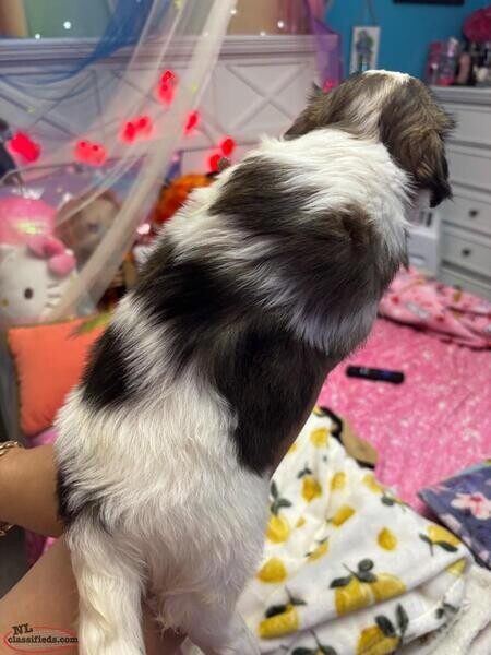 These are Shih-Tzu and Yorkie mixed puppies!...viber :+639463422605)