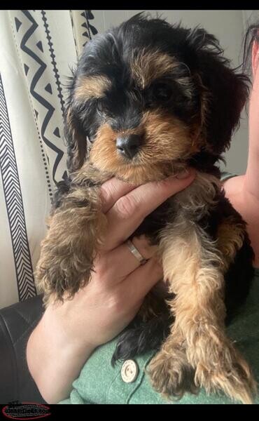 Phantom cavapoo ready to go...viber :+639463422605)