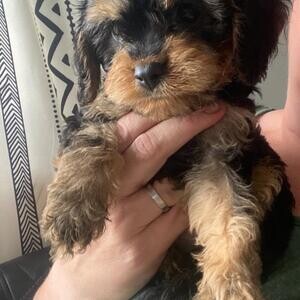 Phantom cavapoo ready to go...viber :+639463422605) | PostAds PH