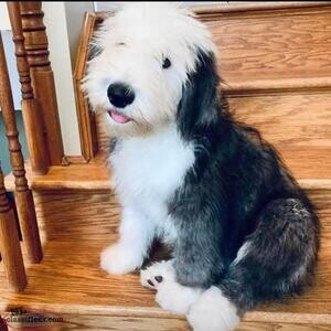 English Sheepdogs puppies ...viber :+639463422605) | PostAds PH