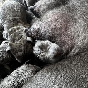 Cane corsos puppies for sale. ...viber :+639463422605) | PostAds PH