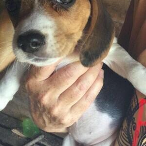 beagles pups...viber :+639463422605) | PostAds PH