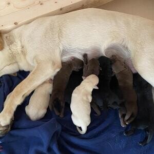 Labrador Retrieverr Puppies...viber :+639463422605) | PostAds PH