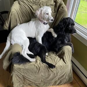 Setter Puppies...viber :+639463422605) | PostAds PH