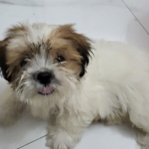 Loving super cute female Shih tzu...viber :+639463422605) | PostAds PH