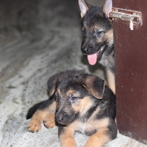 German shepherd puppies single coat...viber :+639463422605) | PostAds PH