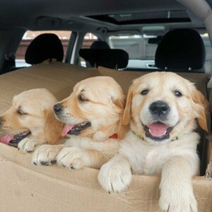 Golden Retriever Puppies for Sale...viber :+639463422605) | PostAds PH