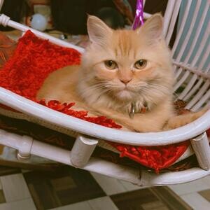 Golden brown Persian cat...viber :+639463422605) | PostAds PH