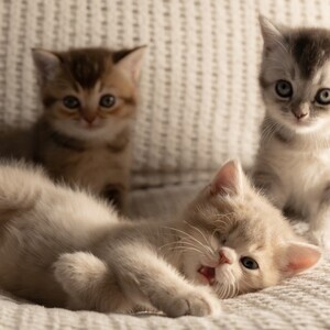 Purebred British short hair kittens....viber :+639463422605) | PostAds PH