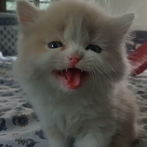 Persian doll face kitten...viber :+639463422605) | PostAds PH