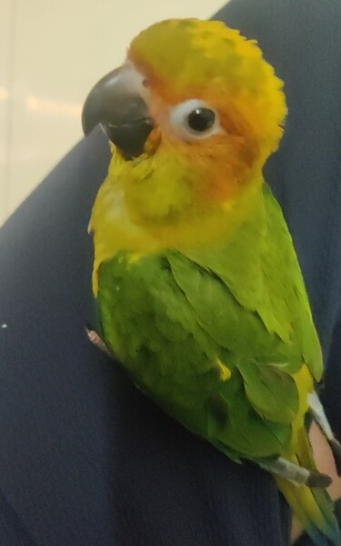Sunconure bird for sale...viber :+639463422605)