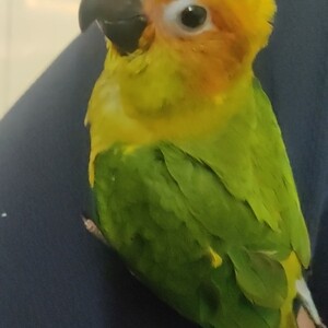 Sunconure bird for sale...viber :+639463422605) | PostAds PH