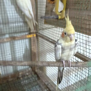 Cockatiel for sale...viber :+639463422605) | PostAds PH