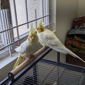 Cocketail pair for sale...viber :+639463422605) | PostAds PH