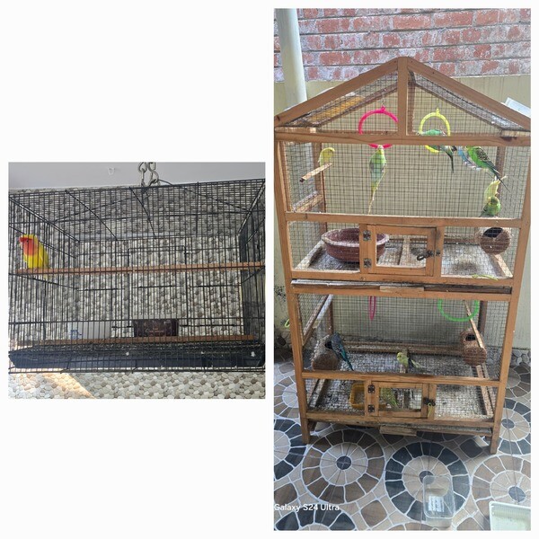 Love & African love birds for sale...viber :+639463422605)