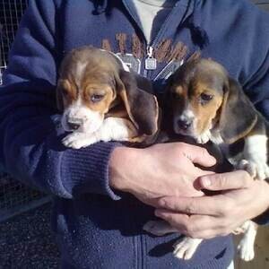 Beagle puppies socially domesticated...viber :+639463422605) | PostAds PH