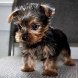 Good Yorkshire terrier puppies...viber :+639463422605) | PostAds PH