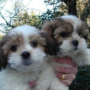 Beautiful Shih Tzu puppies...viber :+639463422605) | PostAds PH