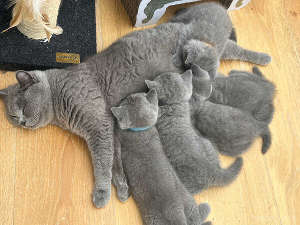 British Shorthair...viber :+639463422605)