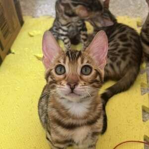 Bengal kittens...viber :+639463422605) | PostAds PH