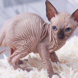 Sphynxx kittenss...viber :+639463422605) | PostAds PH