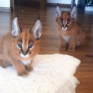 savannah kittens...viber :+639463422605) | PostAds PH